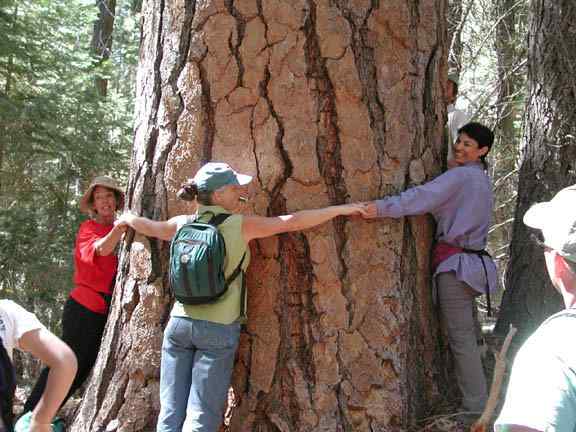 Ponderosa pine